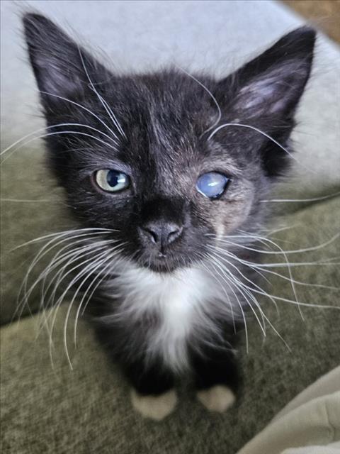 GIZMO, a cat for adoption from Larimer Humane Society
