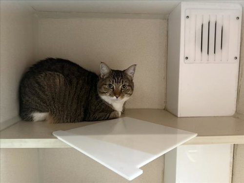 CRICKET, a cat for adoption from Larimer Humane Society