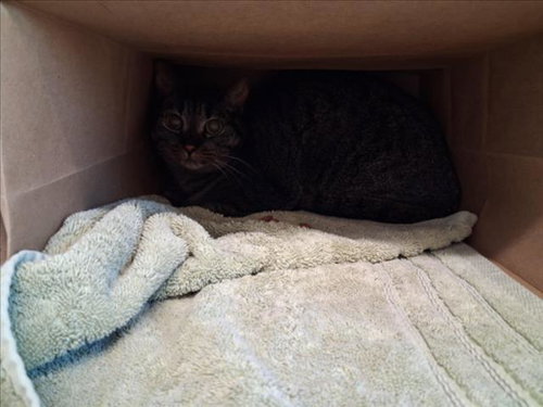 VIOLET BEAUREGARDE, a cat for adoption from Larimer Humane Society