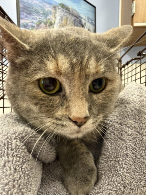 DORA, a cat for adoption from Larimer Humane Society