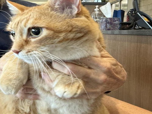 ANDY, a cat for adoption from Larimer Humane Society