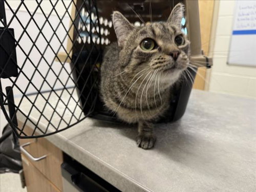 TROUBLE, a cat for adoption from Larimer Humane Society