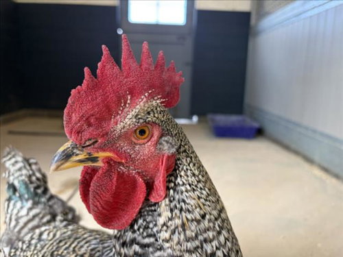 LANA DEL REY, a poultry for adoption from Larimer Humane Society