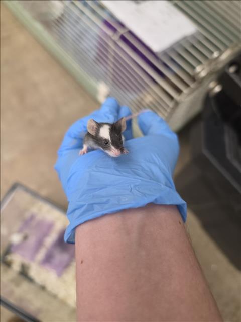 PEGASUS, a mouse for adoption from Larimer Humane Society