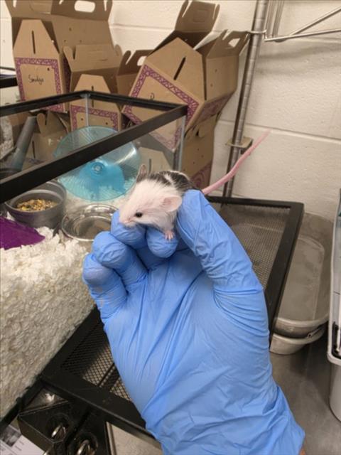 MERMAID, a mouse for adoption from Larimer Humane Society