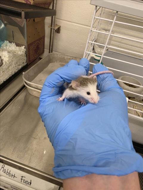 GRIFFIN, a mouse for adoption from Larimer Humane Society