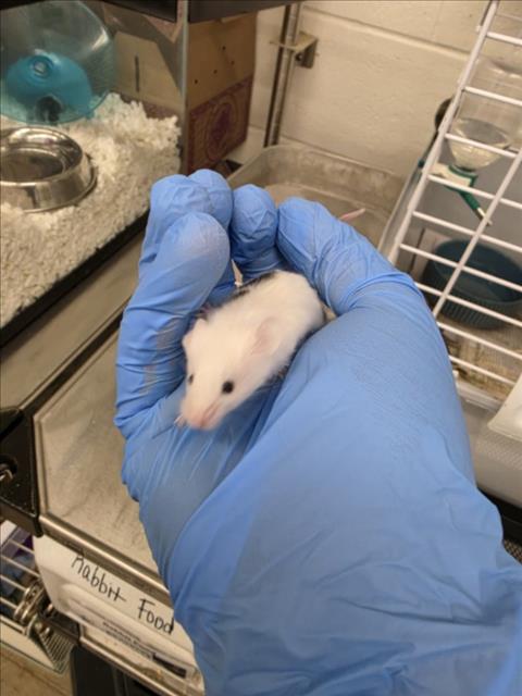 FAIRY, a mouse for adoption from Larimer Humane Society