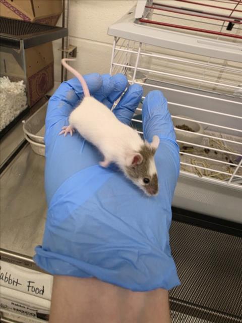 DRAGON, a mouse for adoption from Larimer Humane Society