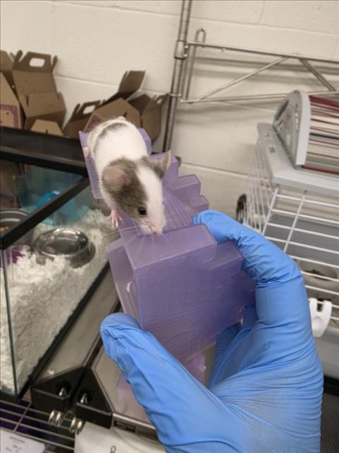 CENTAUR, a mouse for adoption from Larimer Humane Society