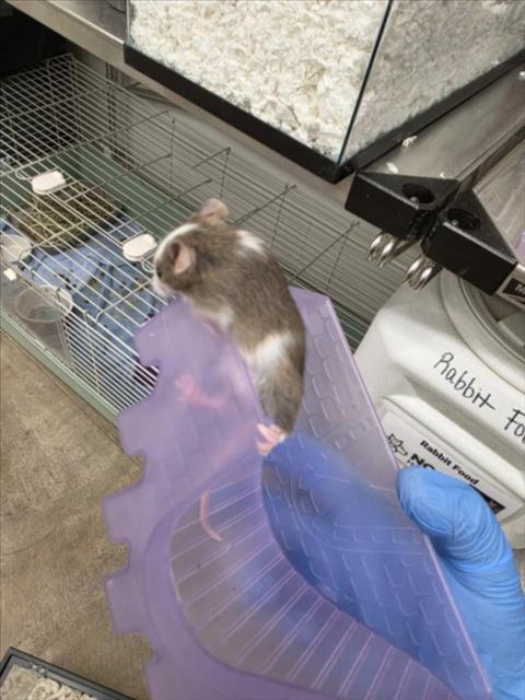 PHOENIX, a mouse for adoption from Larimer Humane Society