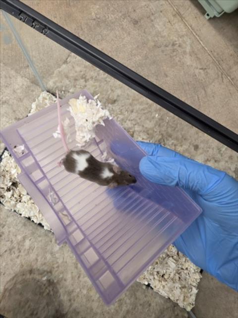 KRAKEN, a mouse for adoption from Larimer Humane Society