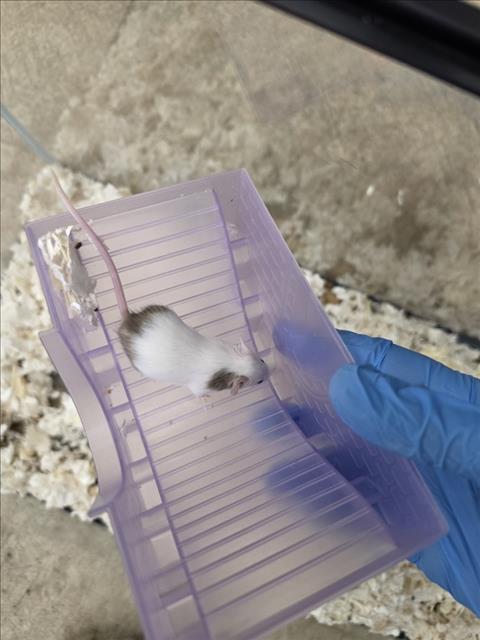 UNICORN, a mouse for adoption from Larimer Humane Society
