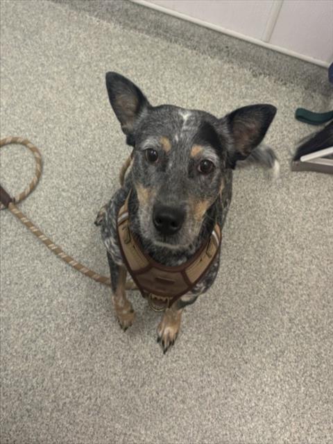 PIGOSA, a dog for adoption from Larimer Humane Society