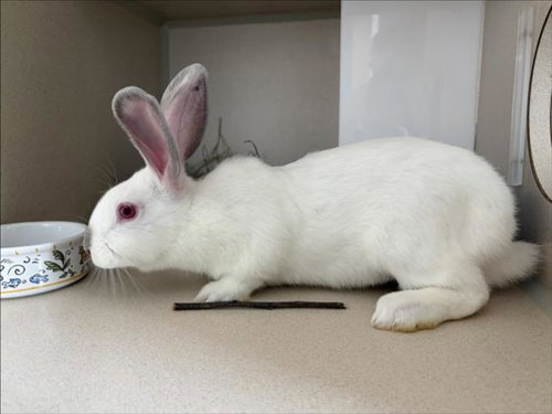 DONUT, a rabbit for adoption from Larimer Humane Society