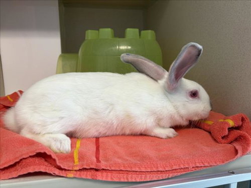 WAFFLE, a rabbit for adoption from Larimer Humane Society