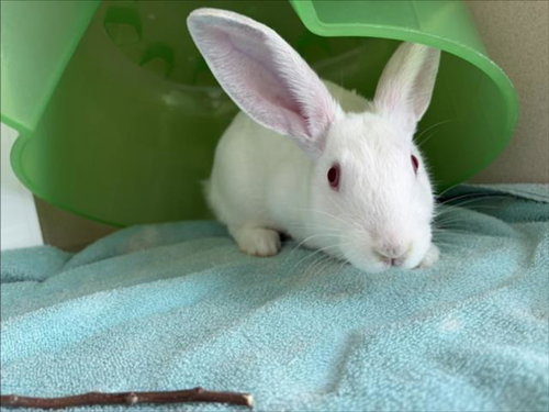 SANDWICH, a rabbit for adoption from Larimer Humane Society