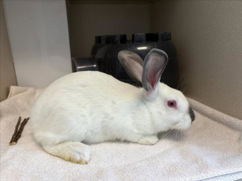 BRAVO, a rabbit for adoption from Larimer Humane Society