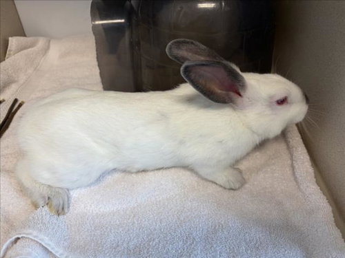 LULLABY, a rabbit for adoption from Larimer Humane Society
