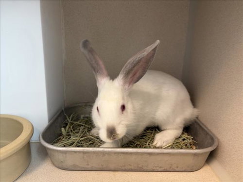 DUSTY SAGE, a rabbit for adoption from Larimer Humane Society