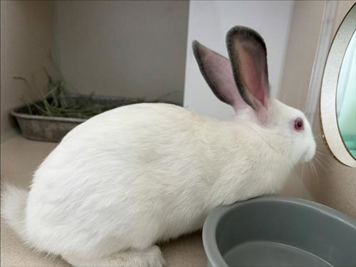 PONDEROSA, a rabbit for adoption from Larimer Humane Society