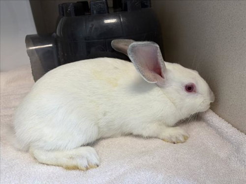 SCAMPER, a rabbit for adoption from Larimer Humane Society