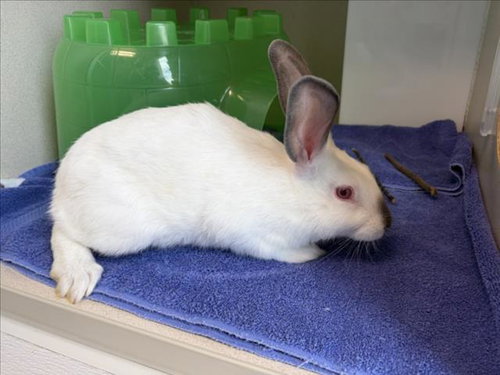 CARROT, a rabbit for adoption from Larimer Humane Society
