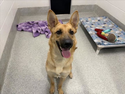 LAYLA, a dog for adoption from Larimer Humane Society