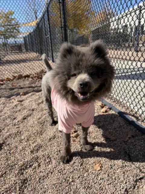 Chloe - Chow Chow