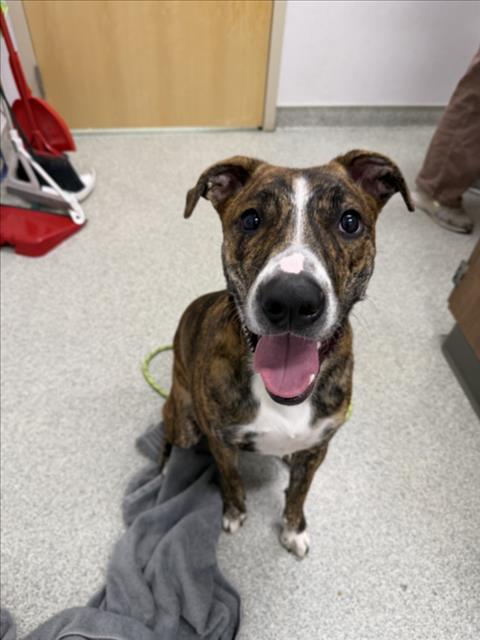 REYNA, a dog for adoption from Larimer Humane Society