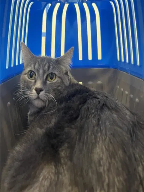 Stella - Domestic Short Hair