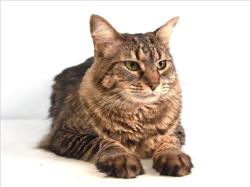OSCAR, a cat for adoption from Larimer Humane Society