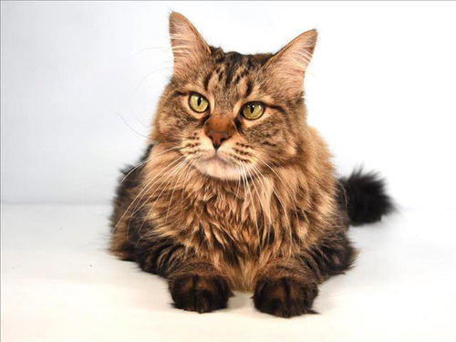 MILLIE, a cat for adoption from Larimer Humane Society