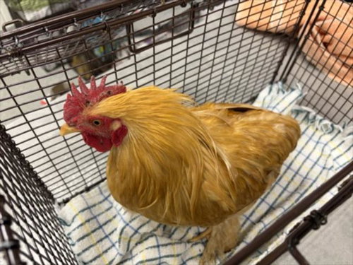GOLDENEYE, a poultry for adoption from Larimer Humane Society