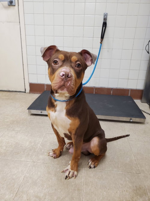 BROWNIE, a dog for adoption from Larimer Humane Society
