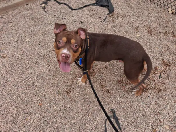 Brownie - Pit Bull Terrier
