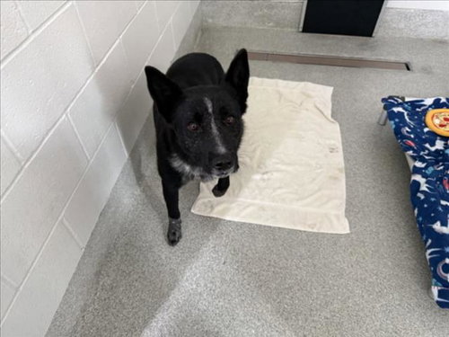 GABO, a dog for adoption from Larimer Humane Society