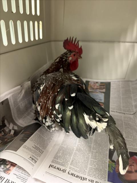 ROOSTER, a poultry for adoption from Larimer Humane Society