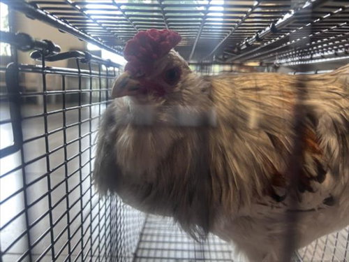 ADOBO, a poultry for adoption from Larimer Humane Society