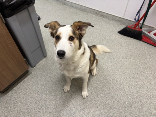 NIA, a dog for adoption from Larimer Humane Society