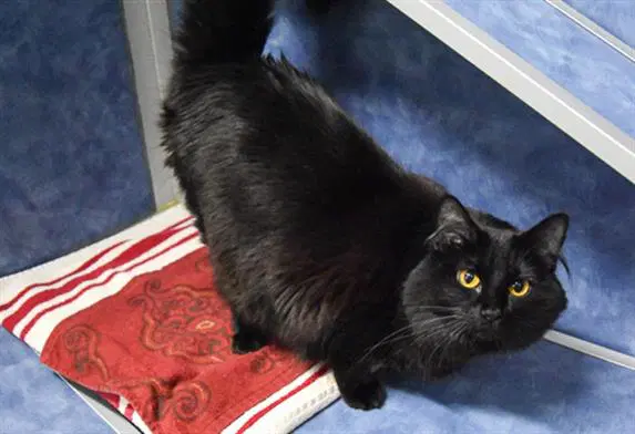 Tripper - Domestic Medium Hair