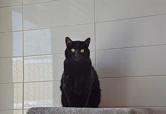 Anya - Domestic Short Hair