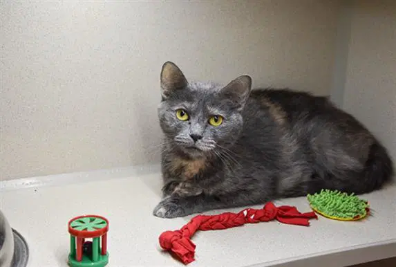 Aggie - Domestic Short Hair