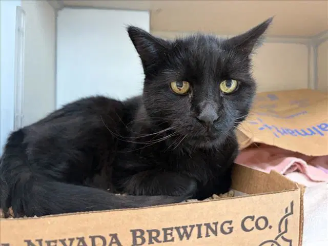 Silent - Domestic Short Hair