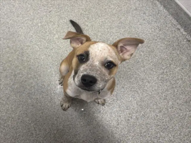Theo - Australian Cattle Dog/Blue Heeler