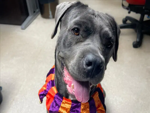 Luna - Cane Corso Mastiff
