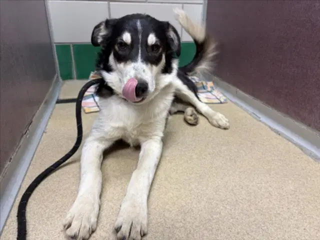 Koda - Border Collie