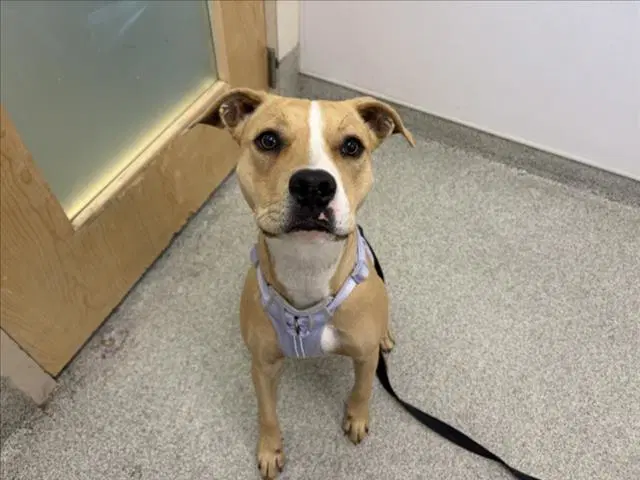 Coco - Pit Bull Terrier