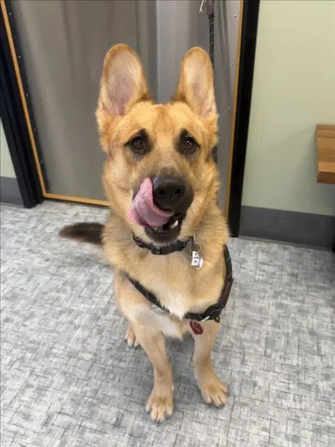 Shaggy - German Shepherd Dog