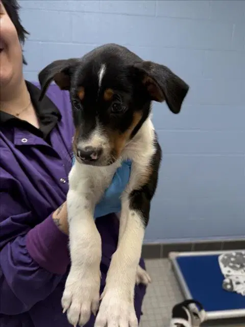Rocky - Australian Cattle Dog/Blue Heeler