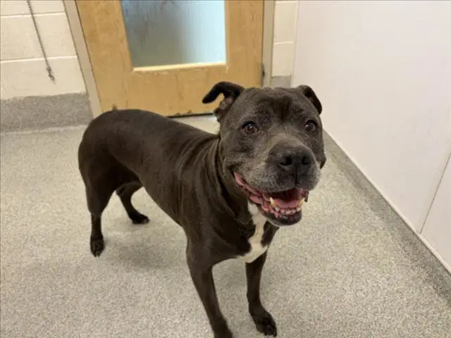 Flower - Pit Bull Terrier